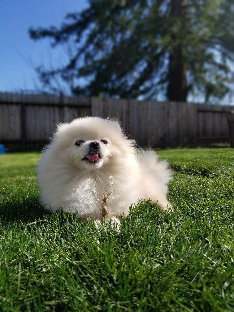 Gus Gus
